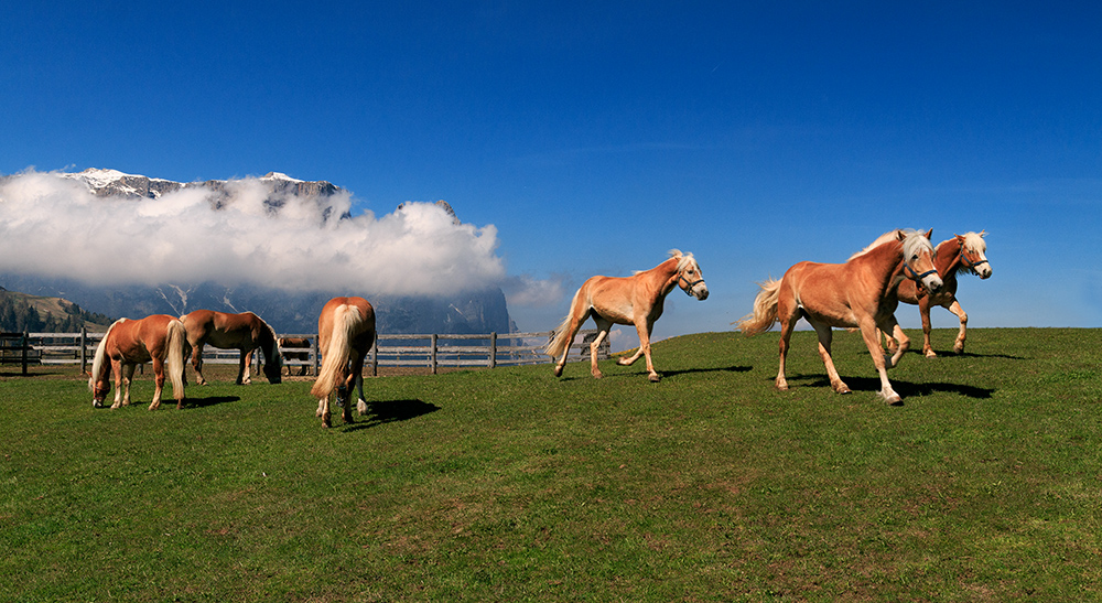 Haflingerzucht-auf-der-Seiser-Alm