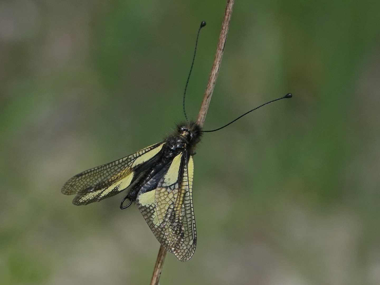 Haft- Besonderer Schmetterling... der keiner ist !