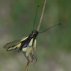 Haft- Besonderer Schmetterling... der keiner ist !