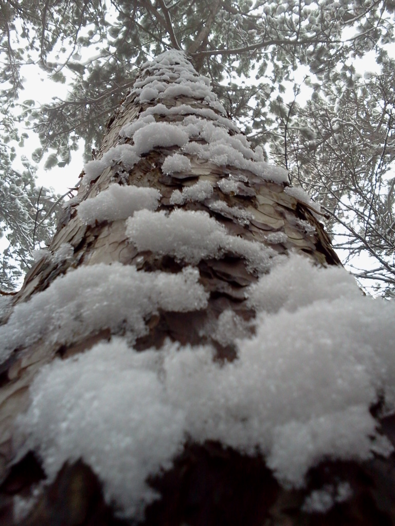 Haftschnee