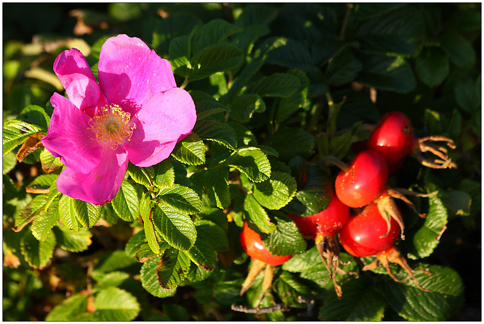 Hage-Butte-Blüte