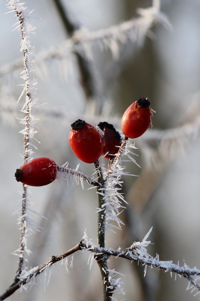 Hagebutte Foto Bild Fruchte Winter Raureif Rauhreif Reif