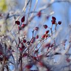 Hagebutte an einem Wintertag