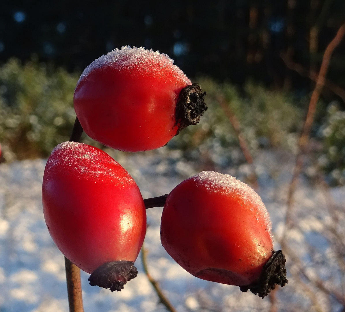 Hagebutte an einen frostigen Morgen