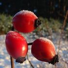 Hagebutte an einen frostigen Morgen