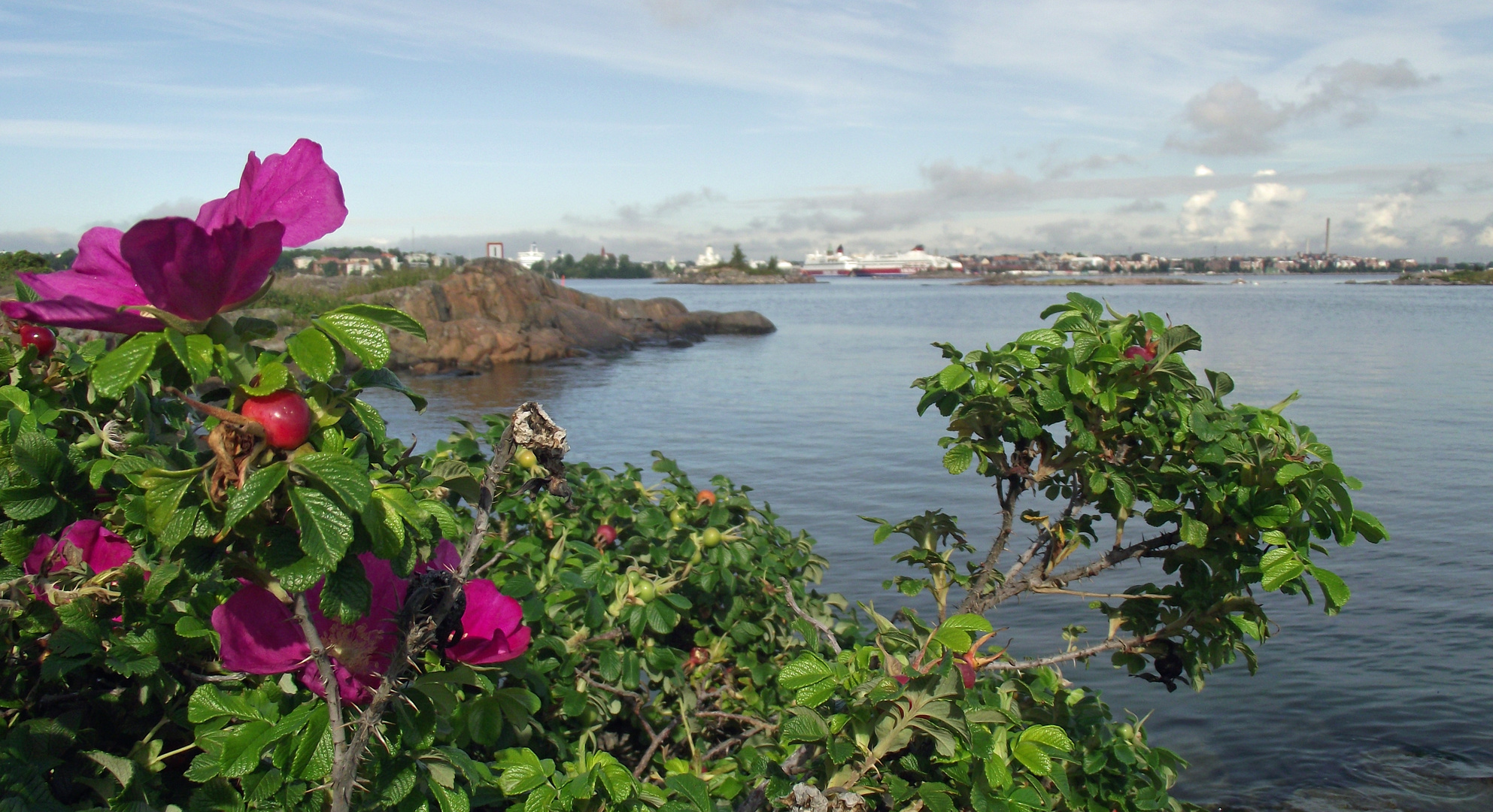 Hagebutte auf Suomenlinna