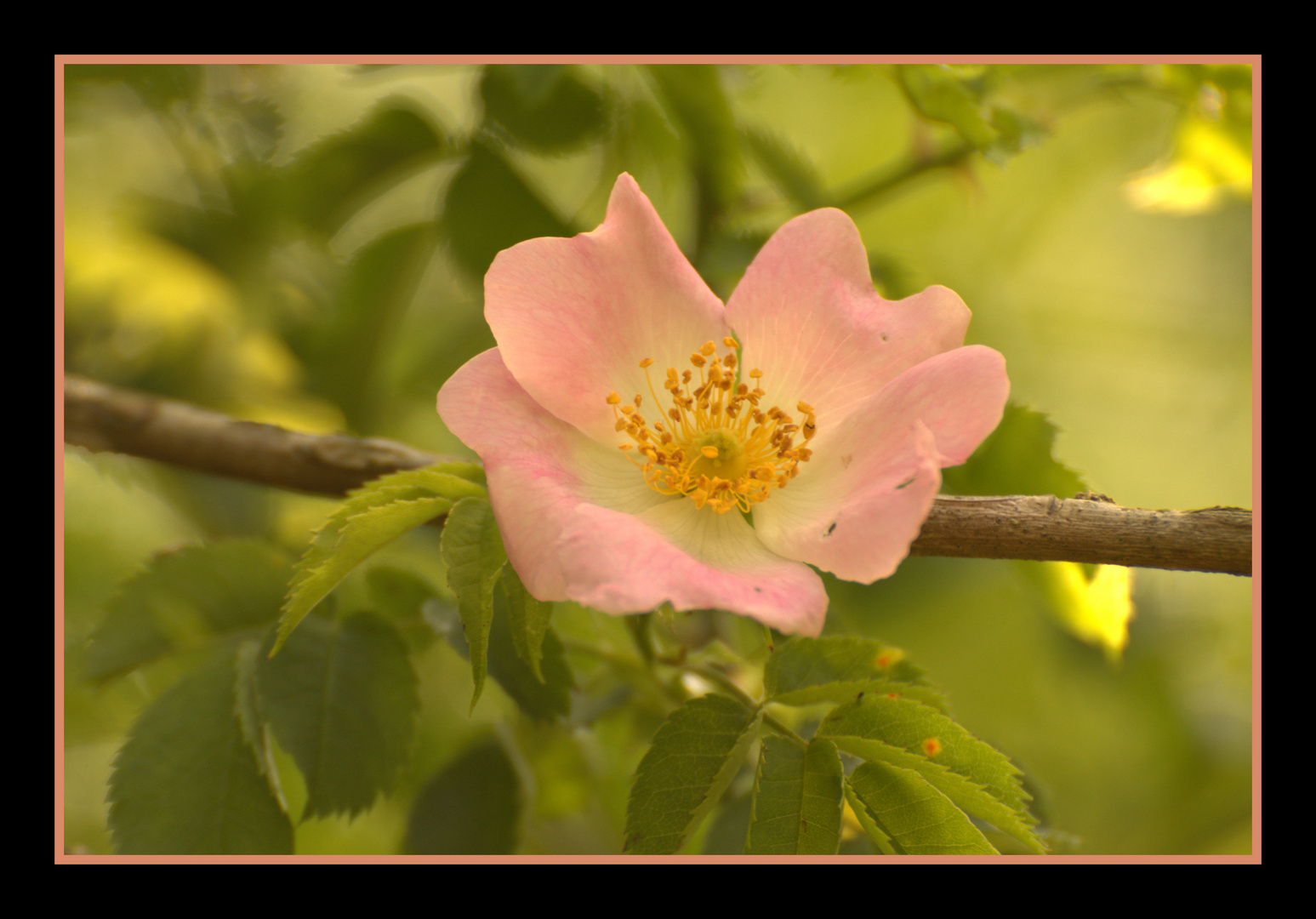 Hagebutte Blüte