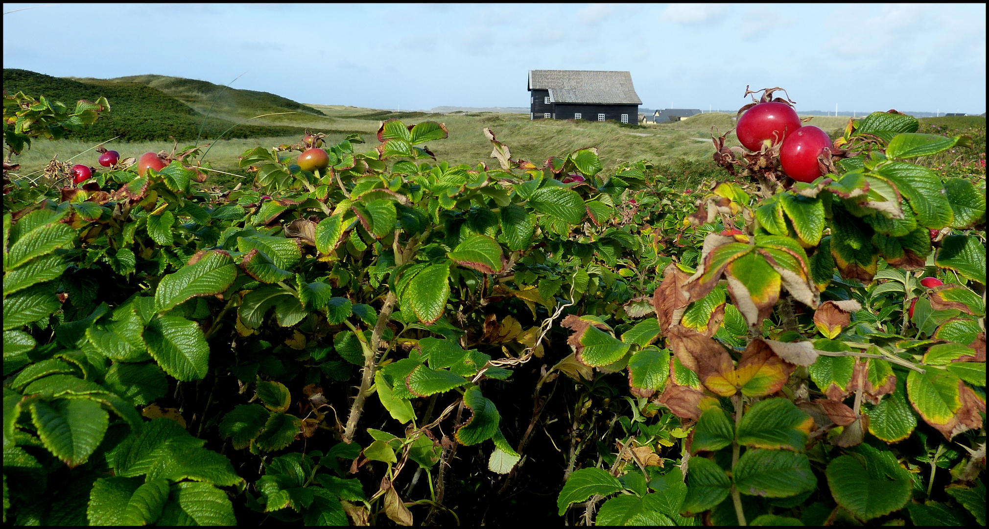 Hagebutte der Dünenrose