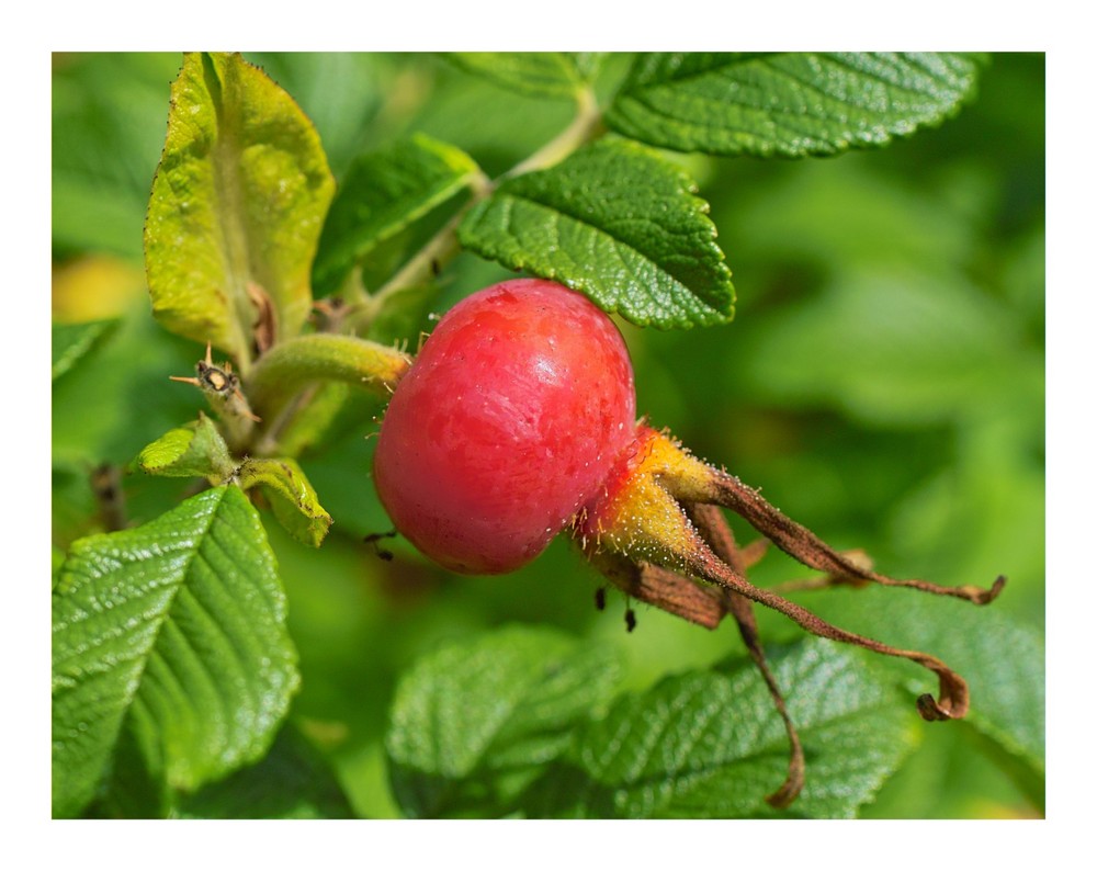 Hagebutte der Kartoffel-Rose (Rosa rugosa)