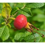 Hagebutte der Kartoffel-Rose (Rosa rugosa)