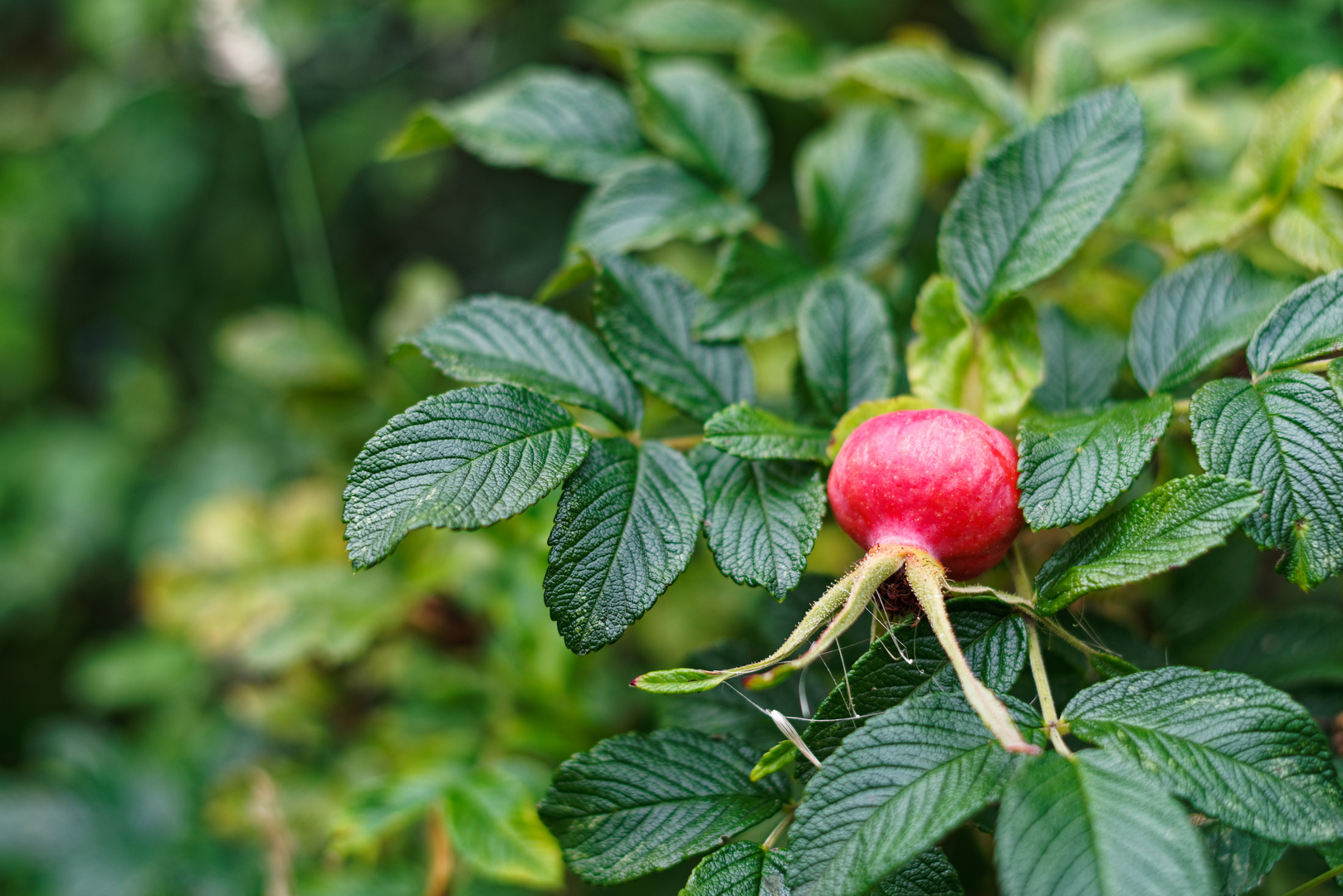 Hagebutte der Kartoffelrose (auch Apfelrose oder Japan-Rose)