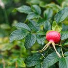 Hagebutte der Kartoffelrose (auch Apfelrose oder Japan-Rose)