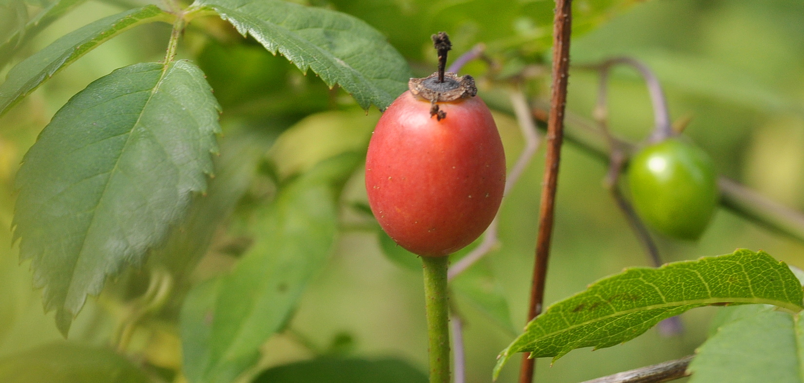 Hagebutte der Kriech- Rose (Rosa arvensis)