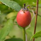 Hagebutte der Kriech- Rose (Rosa arvensis)