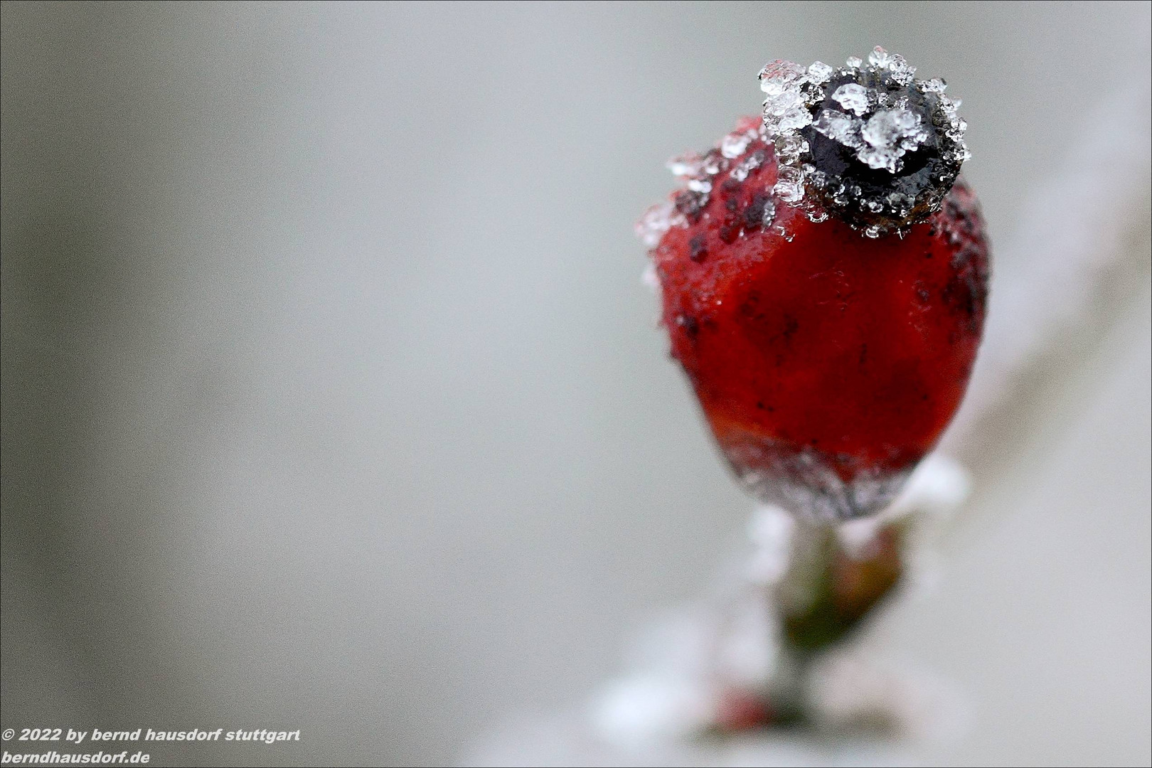 Hagebutte - eisverziert