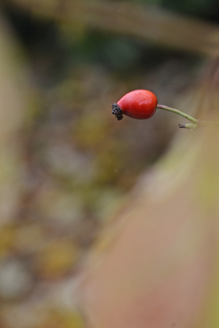 Hagebutte Herbst