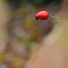 Hagebutte Herbst