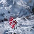 Hagebutte im Eismantel