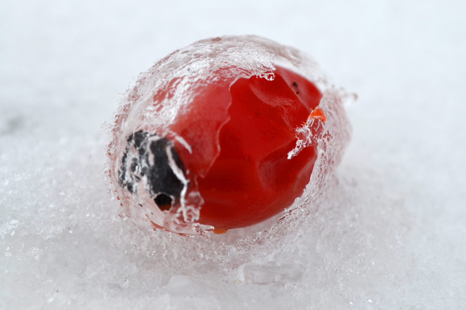 Hagebutte im Eismantel