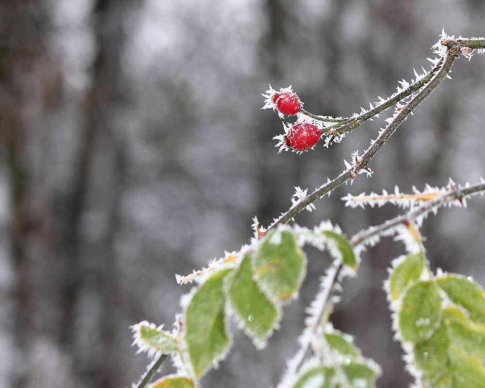 Hagebutte im Frost