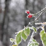 Hagebutte im Frost