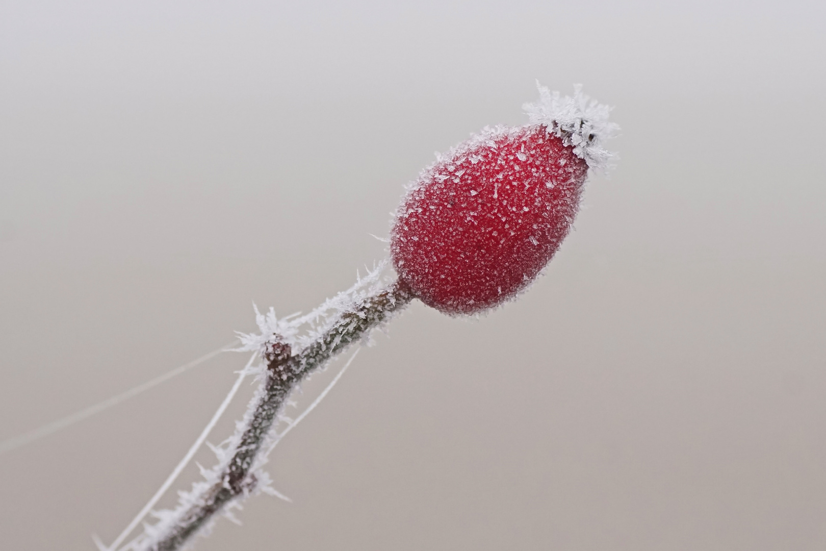 Hagebutte im Frost