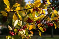 Hagebutte im Herbst