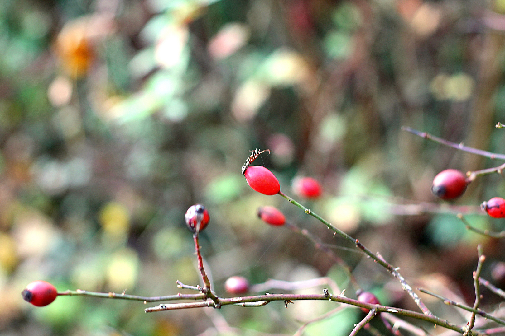 Hagebutte im Herbst 