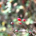 Hagebutte im Herbst 