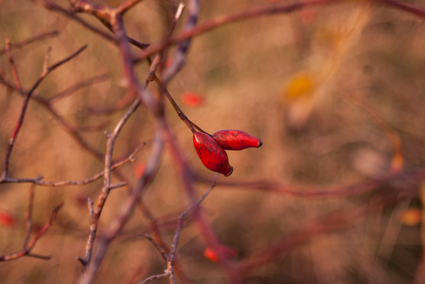 Hagebutte im Herbst