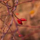 Hagebutte im Herbst