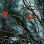 Hagebutte im Herbst