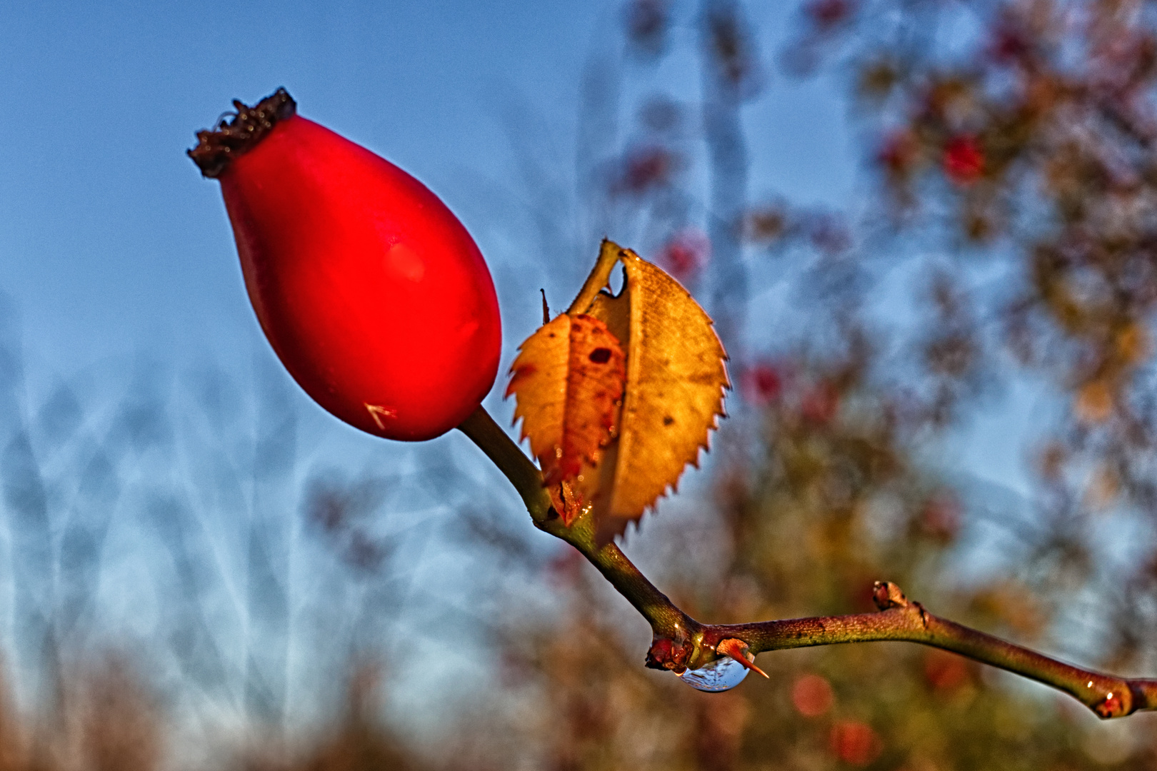 Hagebutte im Herbst