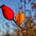 Hagebutte im Herbst