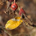 Hagebutte im November