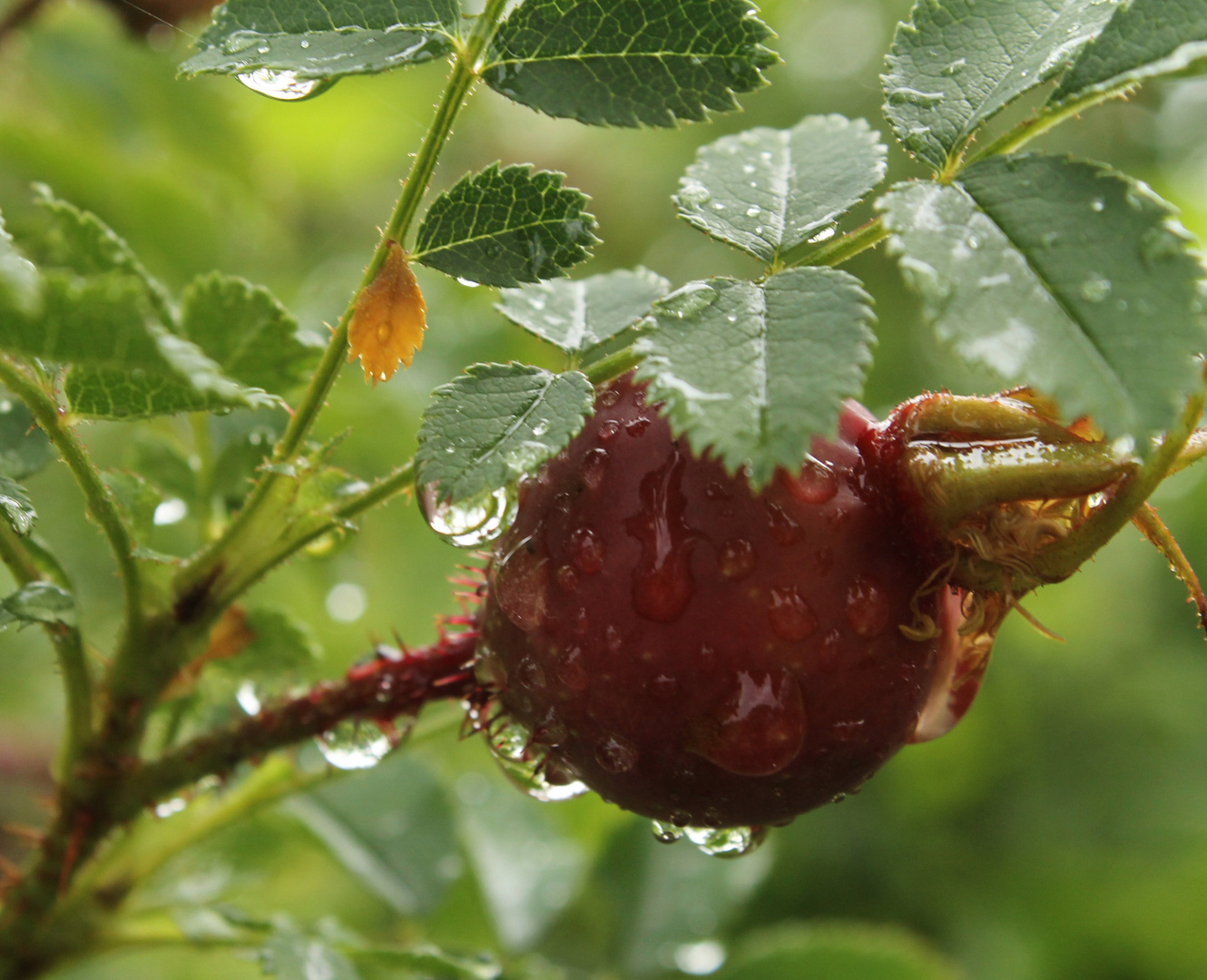 Hagebutte im Regen