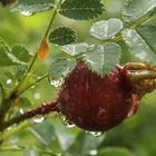 Hagebutte im Regen