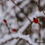 Hagebutte im Schnee (1)