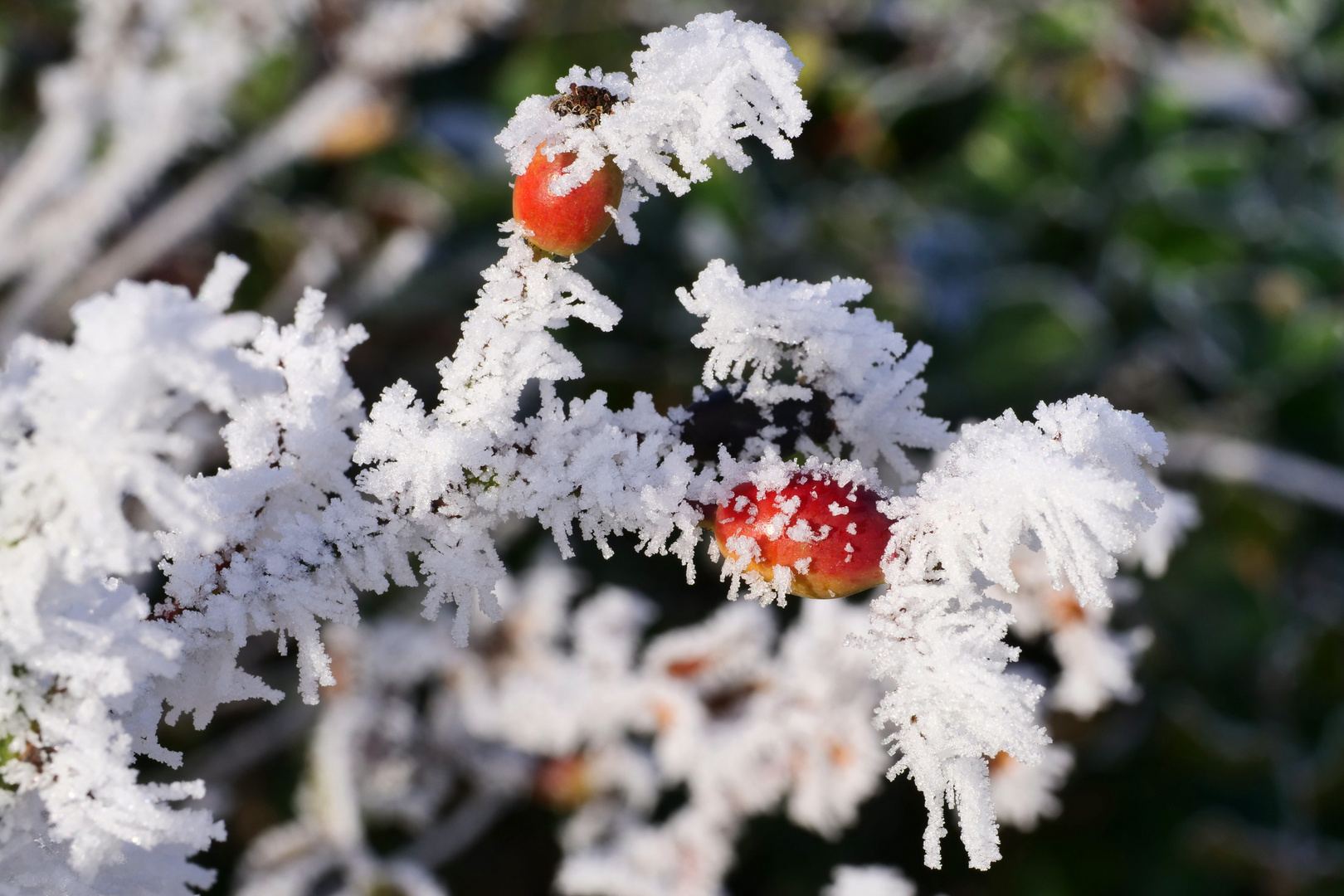 Hagebutte im Schnee