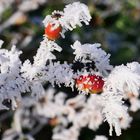 Hagebutte im Schnee