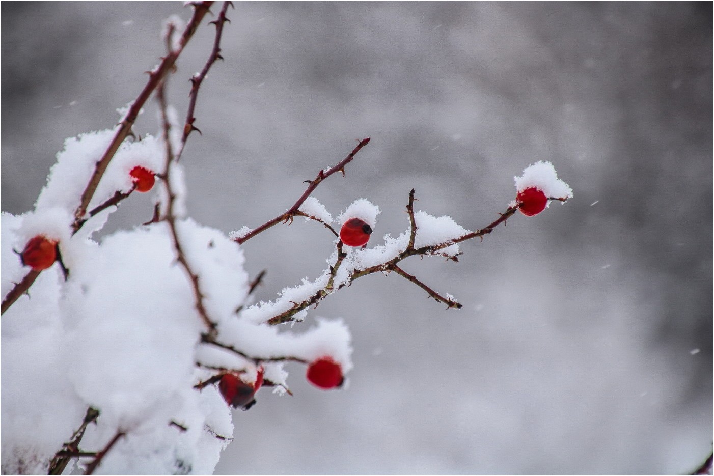 Hagebutte im Schnee 