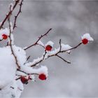 Hagebutte im Schnee 