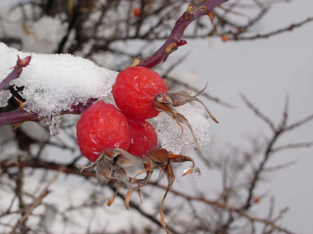 Hagebutte im Schnee