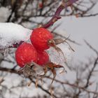 Hagebutte im Schnee