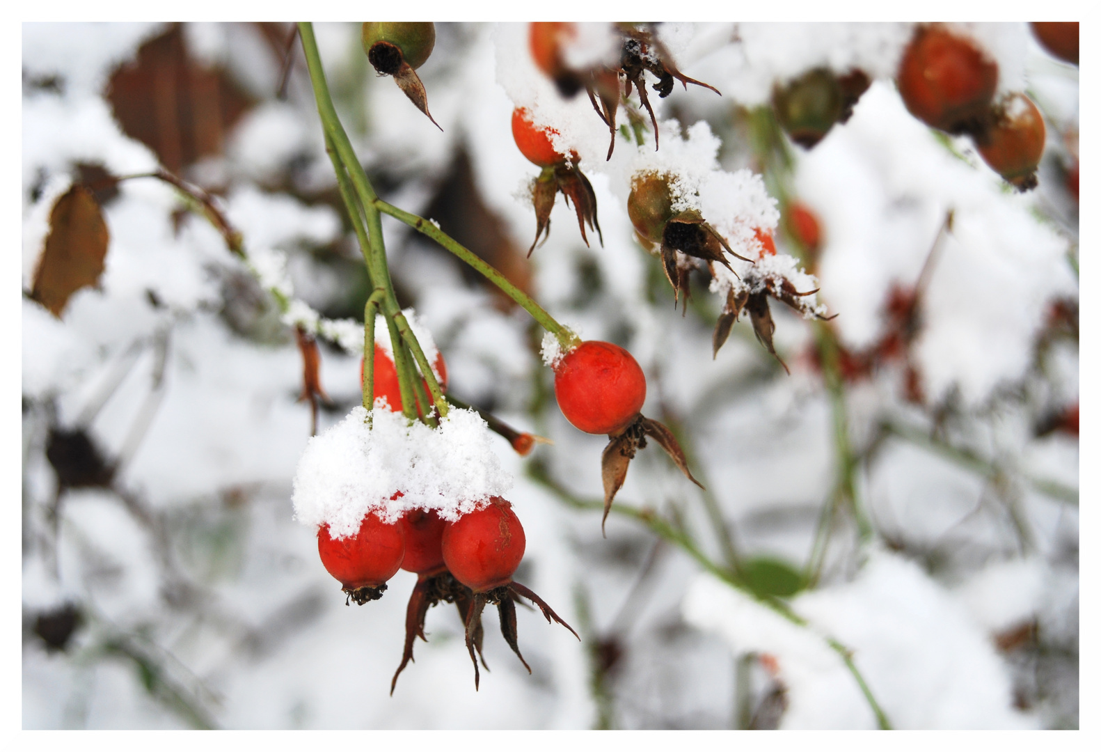 Hagebutte im Schnee