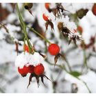 Hagebutte im Schnee