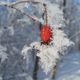 Hagebutte im Schnee