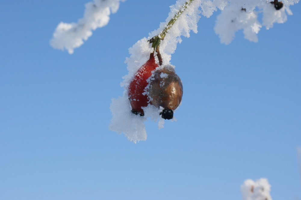 Hagebutte im Winter