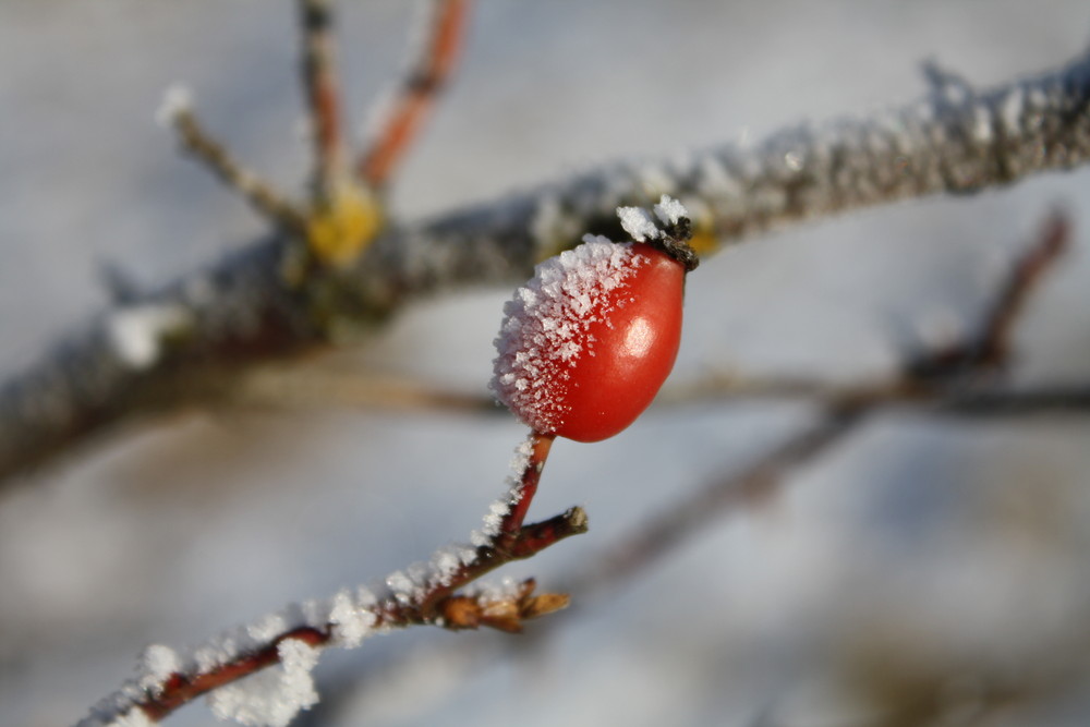 Hagebutte im Winter