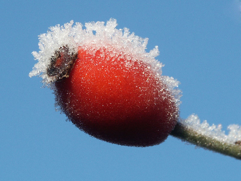 Hagebutte im Winter